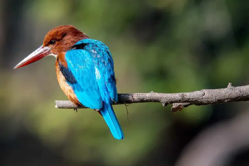 Bird- Watching